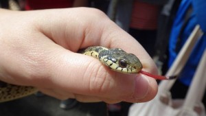 garter snake face