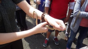 garter snake on arm