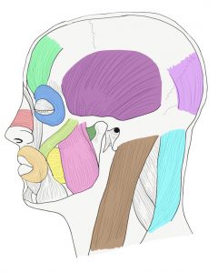 Muscles of the head