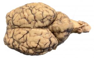 Image of Sheep Brain