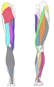 Colored image of Musculature of the Leg (posterior and anterior)