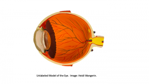 Sagittal section of the eye