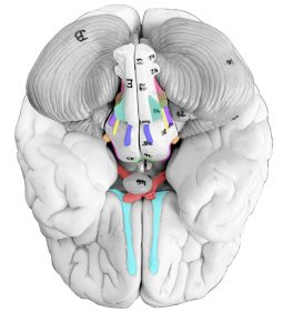 Image of the inferior of the brain with cranial nerves highlighted.