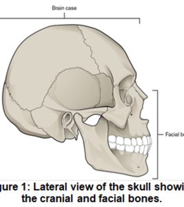 Lateral view of skull and jaw