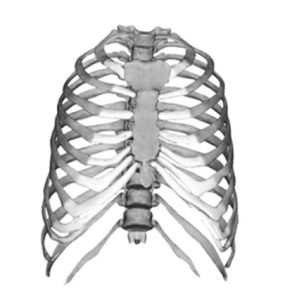 Rib Cage, frontal view