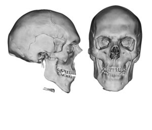 Frontal and Lateral View of Human Skull