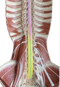 Image of spinal cord in longitudinal section. 