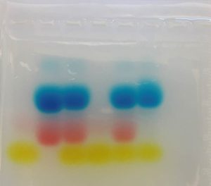 Image of gel electrophoresis with food coloring