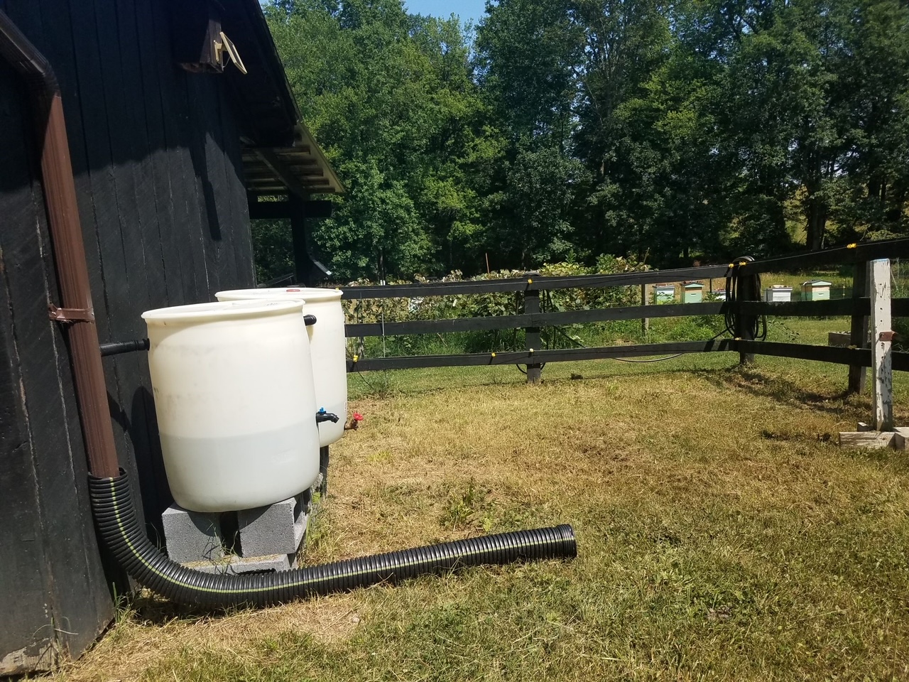 Half full rain barrels against a barn wall with a split-rail fence in the background.