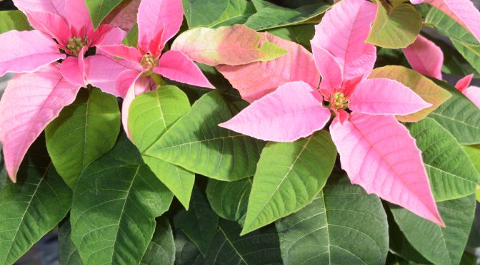 Our Winter Poinsettia Sale is BACK!