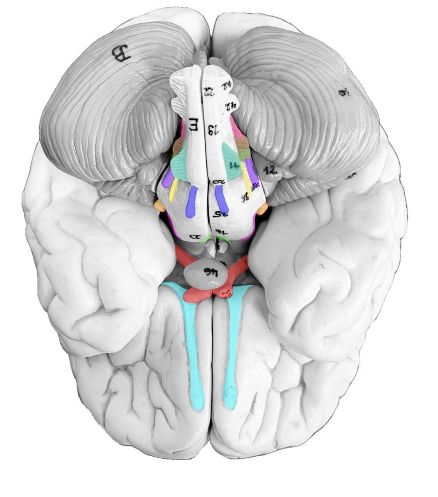 Brain and Cranial Nerves Lab | OER Lab Manuals